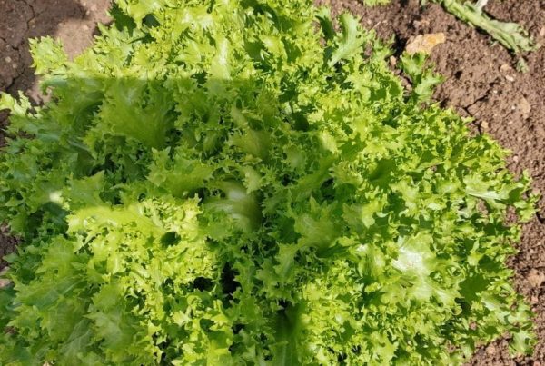 verduras de la primavera