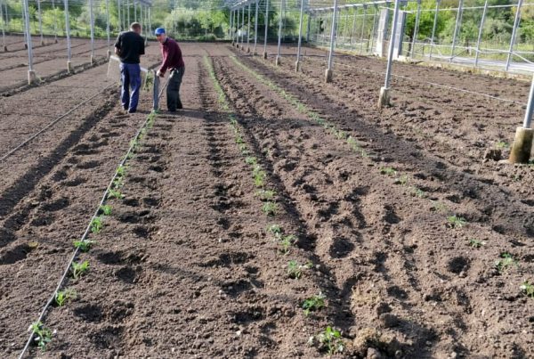 Huella ecológica