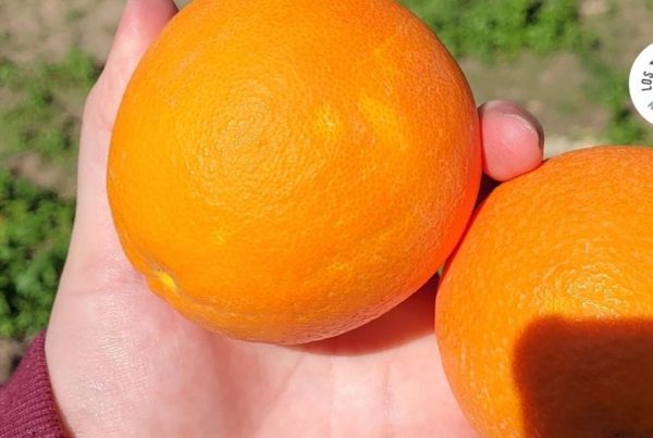 Tipos de naranjas como distinguirlas