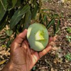 Imagen de Mango En Arbol