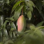 Imagen de Mango Maduro En Arbol